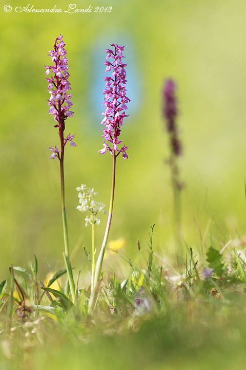 Orchis mascula - 03